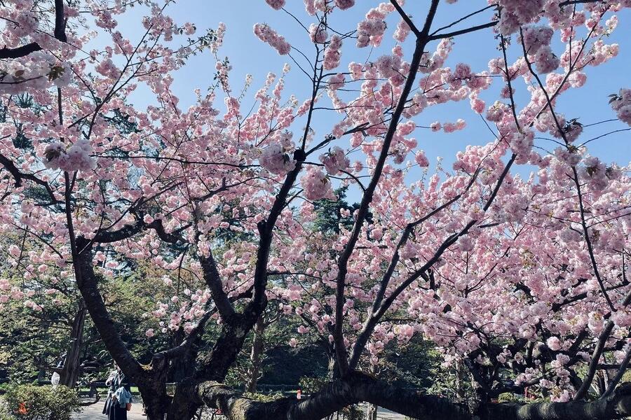 春にやるべきこと